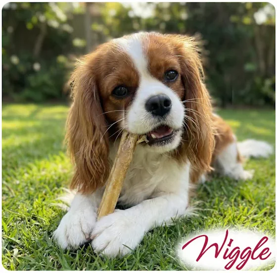 ��� ������ 80 ��� ���� WIGGLE 