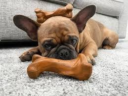 Nylabone ������ ��� ����� ���� ���� ���