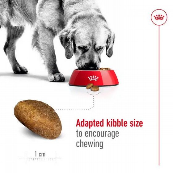 Royal Canin ����� ���� ���� ���� ��� ���� MAXI ����