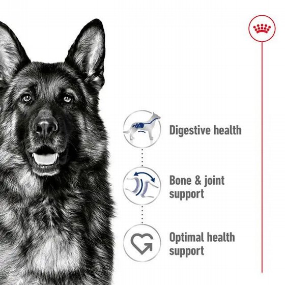 Royal Canin ����� ���� ���� ���� ��� ���� MAXI ����