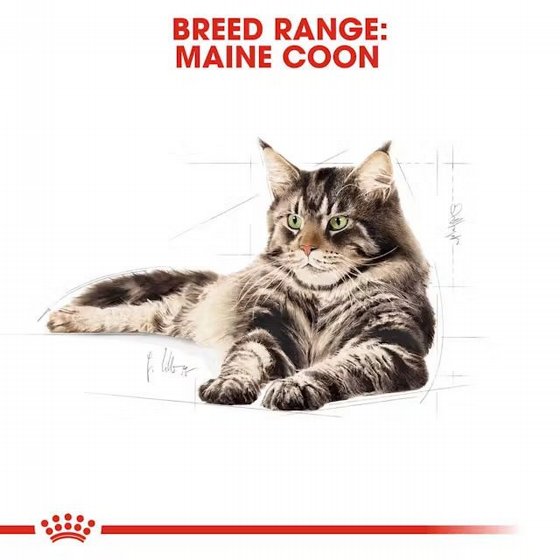 Royal Canin ����� ���� Maine Coon ����� ����