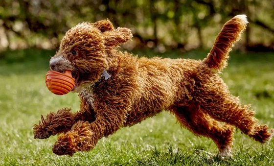 DOGGI ���� ���� ����� �� ���� ������
