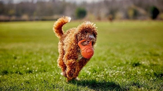 DOGGI ���� ���� ����� �� ���� ������