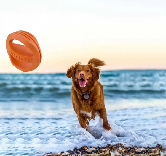 DOGGI ���� ������ �� ����� ����� ������