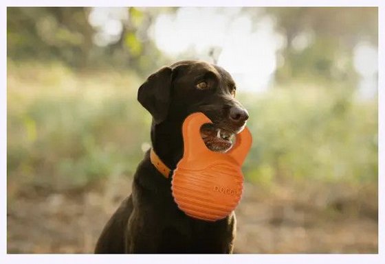 DOGGI ���� ������ ���� ����� �� ���� ������