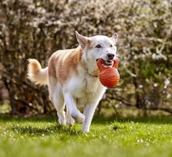 DOGGI ���� ������ ���� ����� �� ���� ������