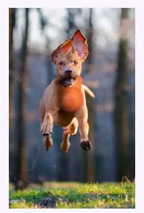 DOGGI ���� ������ ���� ����� �� ���� ������