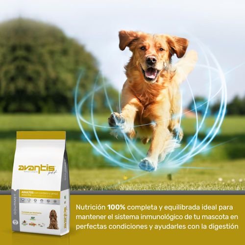 AVANTIS ������� ����� �� ���� ��� ���� ����