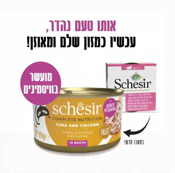  Schesir ���� ���� ���� ����� ���� ���� ����� 85 ���